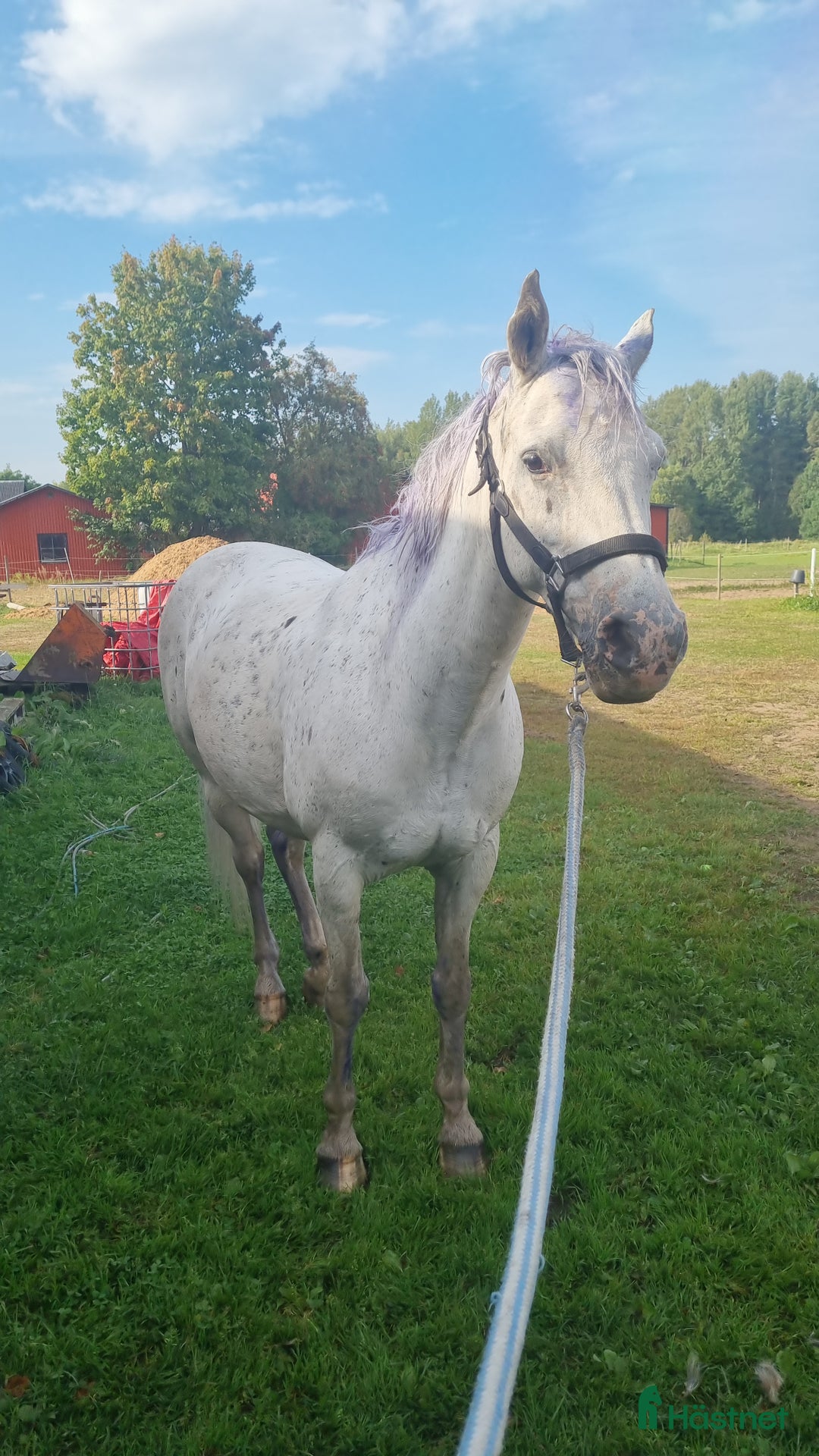  medryttarhäst finnes: Medryttare sökes i Skövde - Bild 6