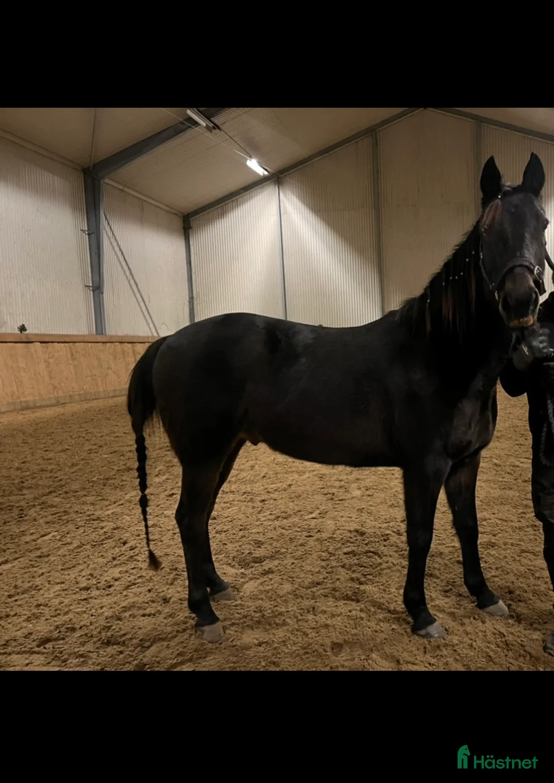 Allround hästar till salu: Underbar familjehäst i Trensum - Annons 2