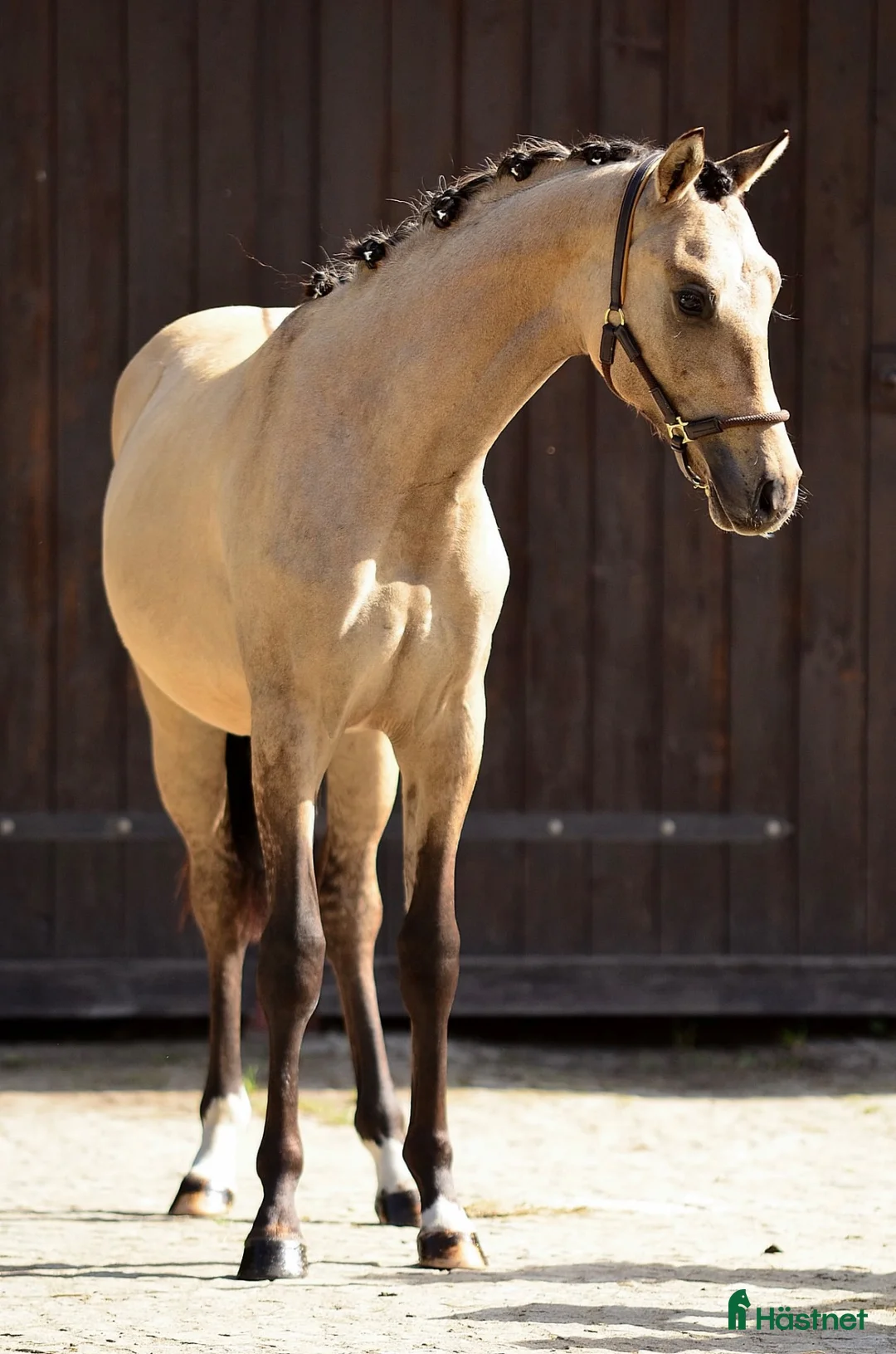 Dressyr hästar till salu: Beautifull sport pony! - Annons 2