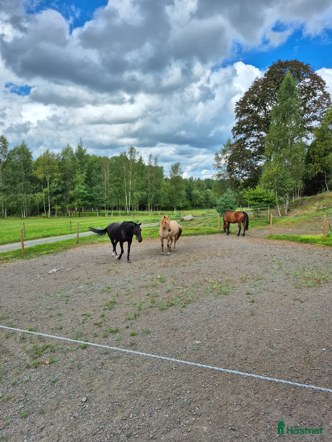  stallplats finnes: Lösdrifts plats - Annons 1