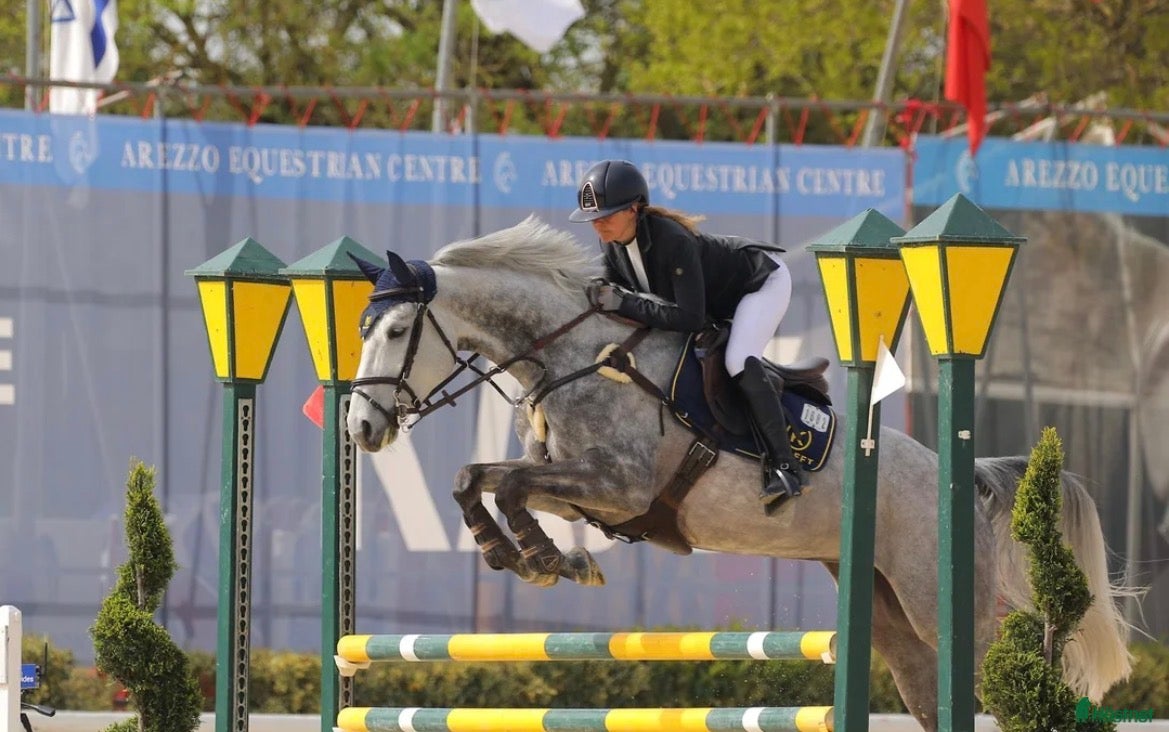  hästar Vänlig tävlingshäst – Myntas barnbarn. - Annons 9