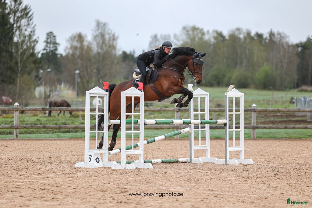 Hoppning hästar till salu: Charmig valack - Annons 2