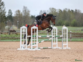 Hoppning hästar till salu: Charmig valack - Annons 2