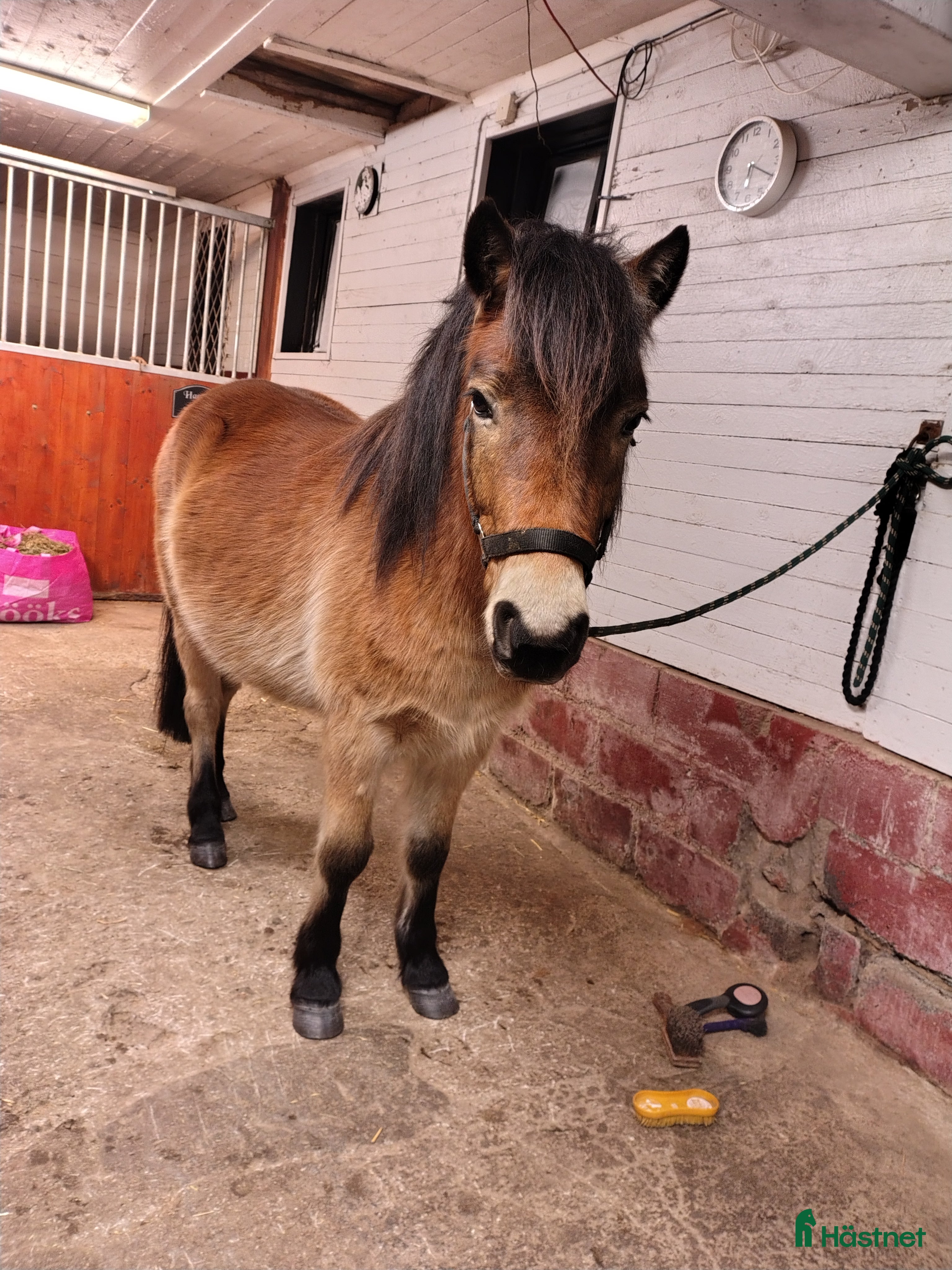  hästar Världens bästa clown ❤️ i Borås - Annons 17