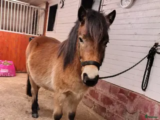 hästar Världens bästa clown ❤️ i Borås - Annons 17