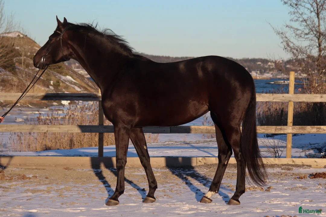 Avelshästar hästar till salu: Lekker avlssto selges - Annons 2