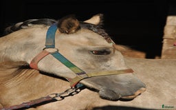 Allround hästar till salu: *Reserverad* Elegant Welsh Cob Stoföl i Hoting - Bild 4