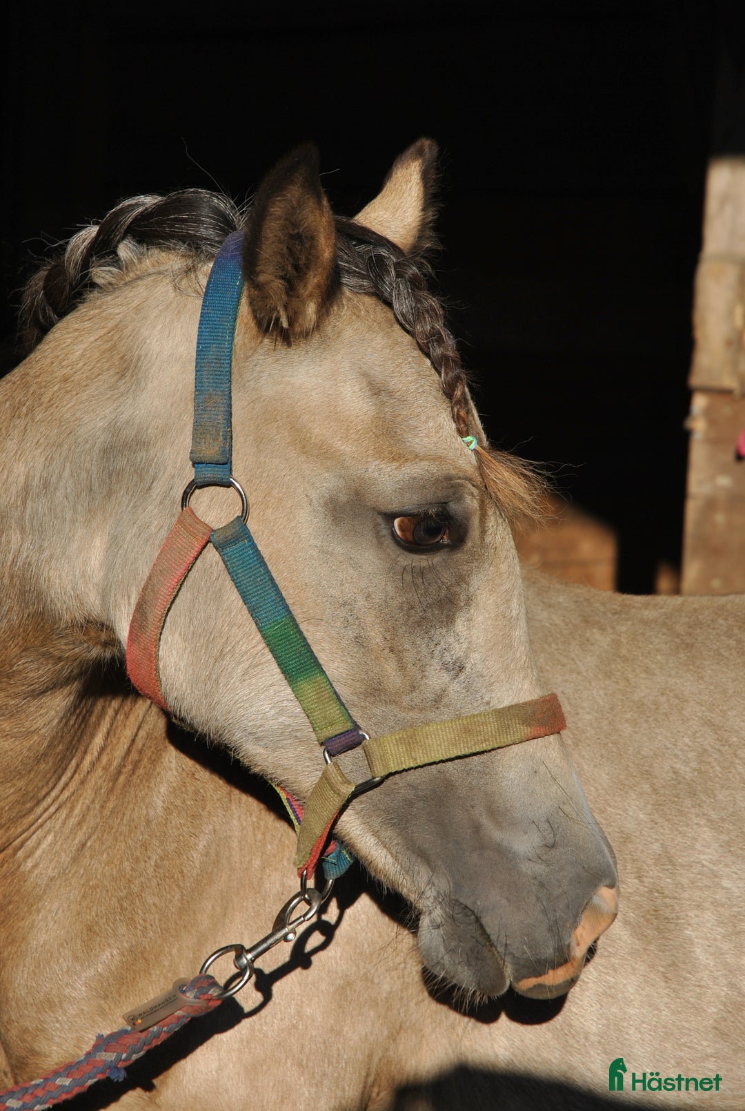 Allround hästar till salu: Elegant Welsh Cob Stoföl i Hoting - Bild 4