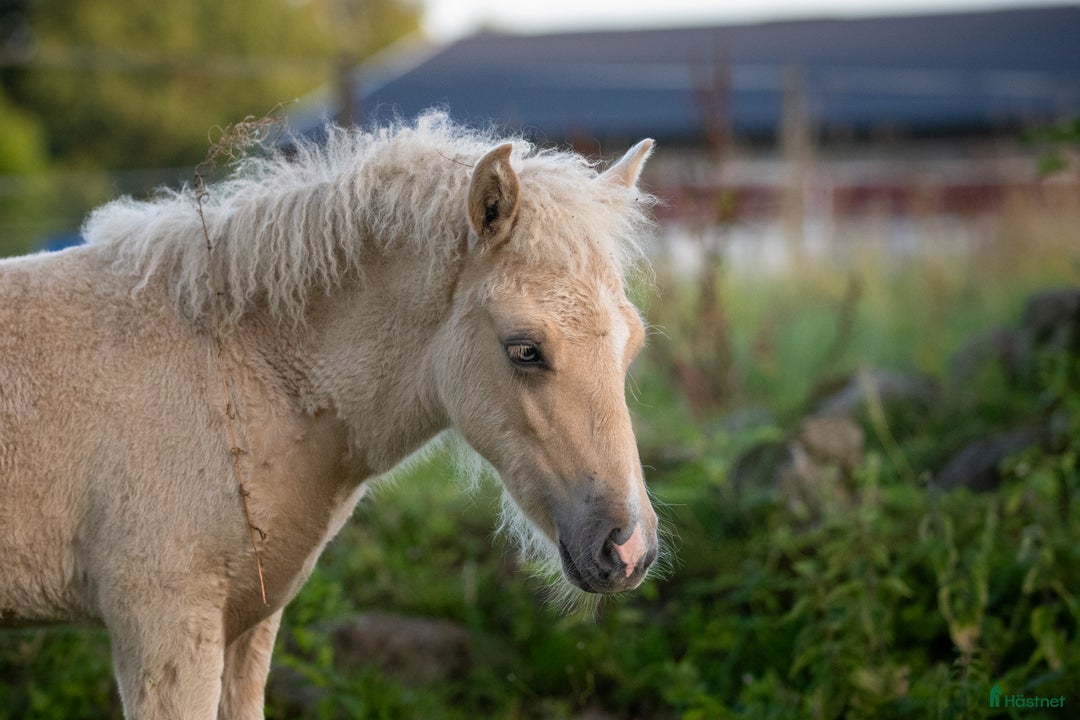 Island hästar till salu: Fantastisk unghingst med potential för sport &avel i Tranås - Annons 10