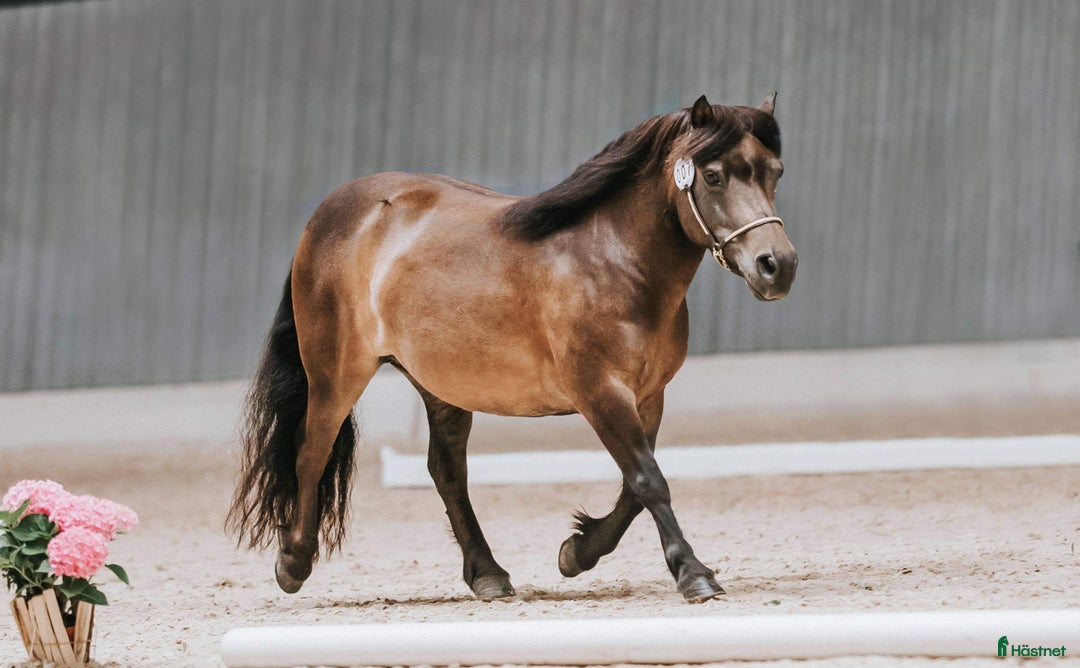 Allround hästar till salu: 2 fina barnvänliga ston i Kolbäck - Annons 12