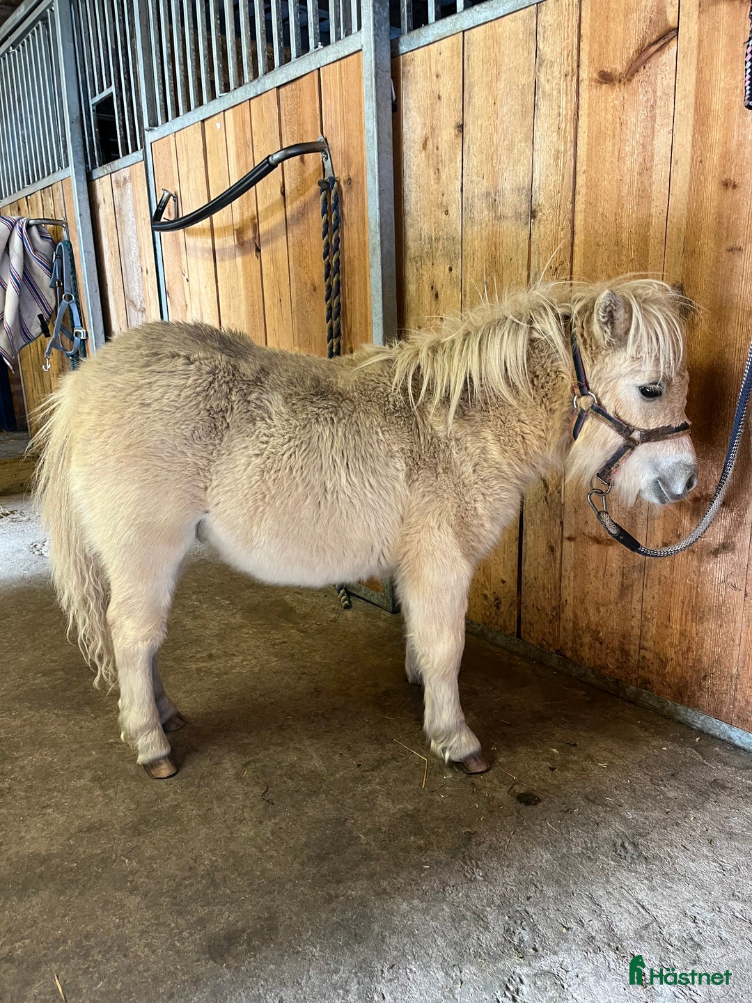 Övrigt hästar till salu: Minishetland föl i Falköping - Annons 4