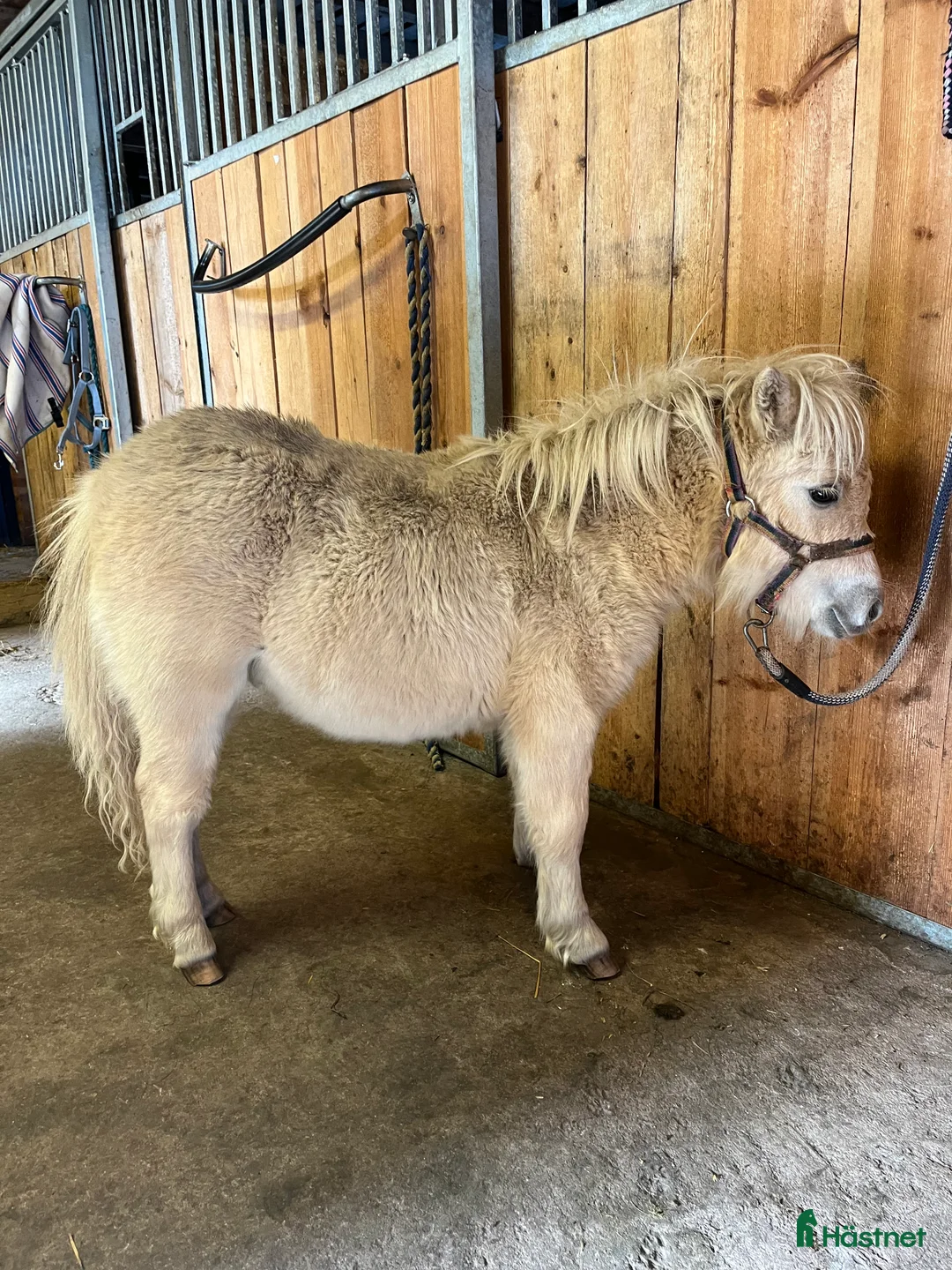 Övrigt hästar till salu: Minishetland föl i Falköping - Annons 4