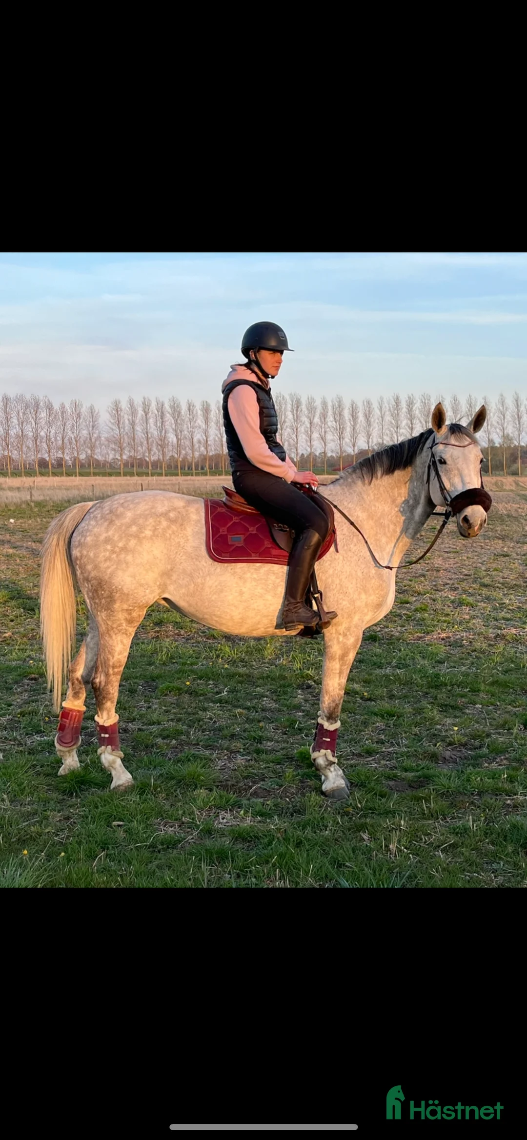 Allround hästar till salu: Perfekt läromästare/ övergångshäst  i Helsingborg - Annons 5