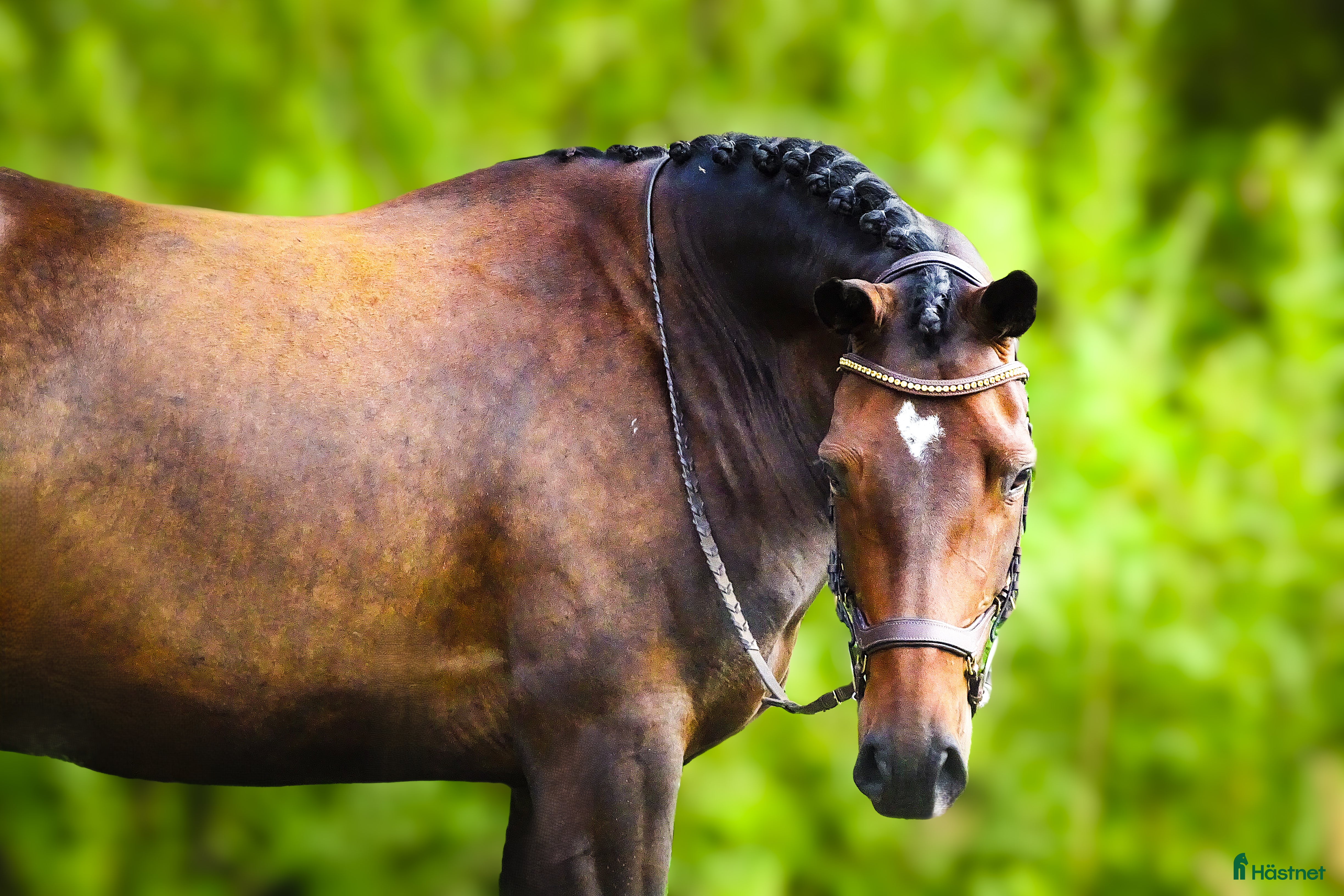  hästar Vår prinsessa söker sin ryttare - hobbyhäst/avel i Västerås - Annons 18