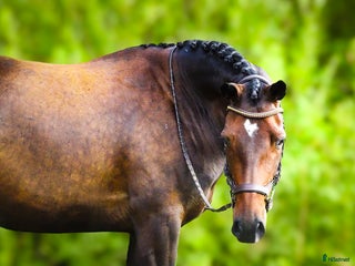 hästar Vår prinsessa söker sin ryttare - hobbyhäst/avel i Västerås - Annons 18