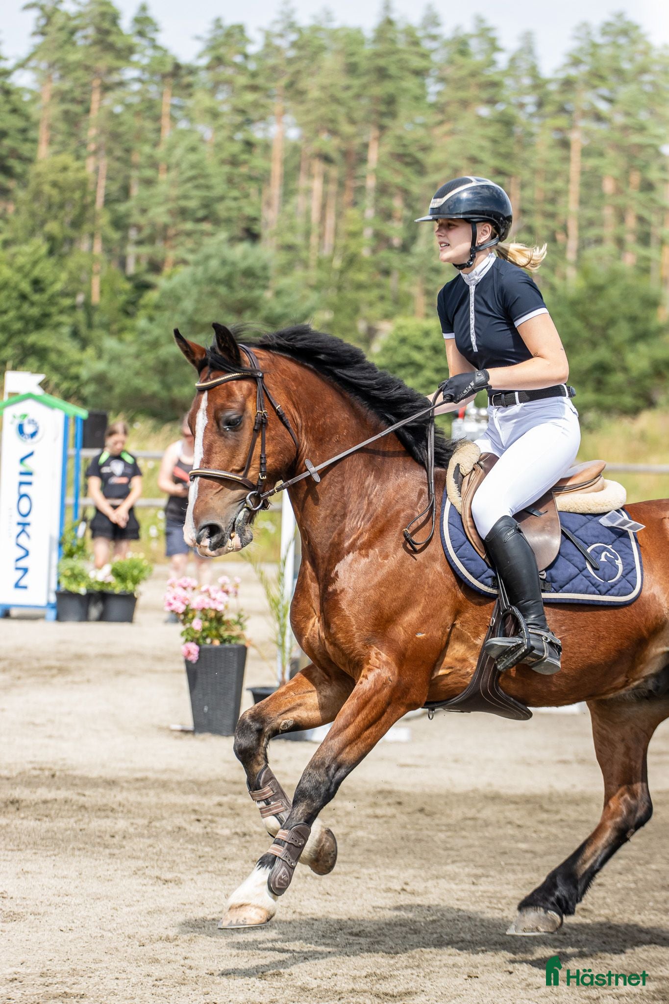 Allround hästar till salu: Lättriden tävlingsponny🌟 - Annons 3