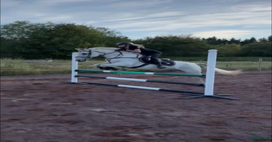  hästar i Malmbäck - Annons 13