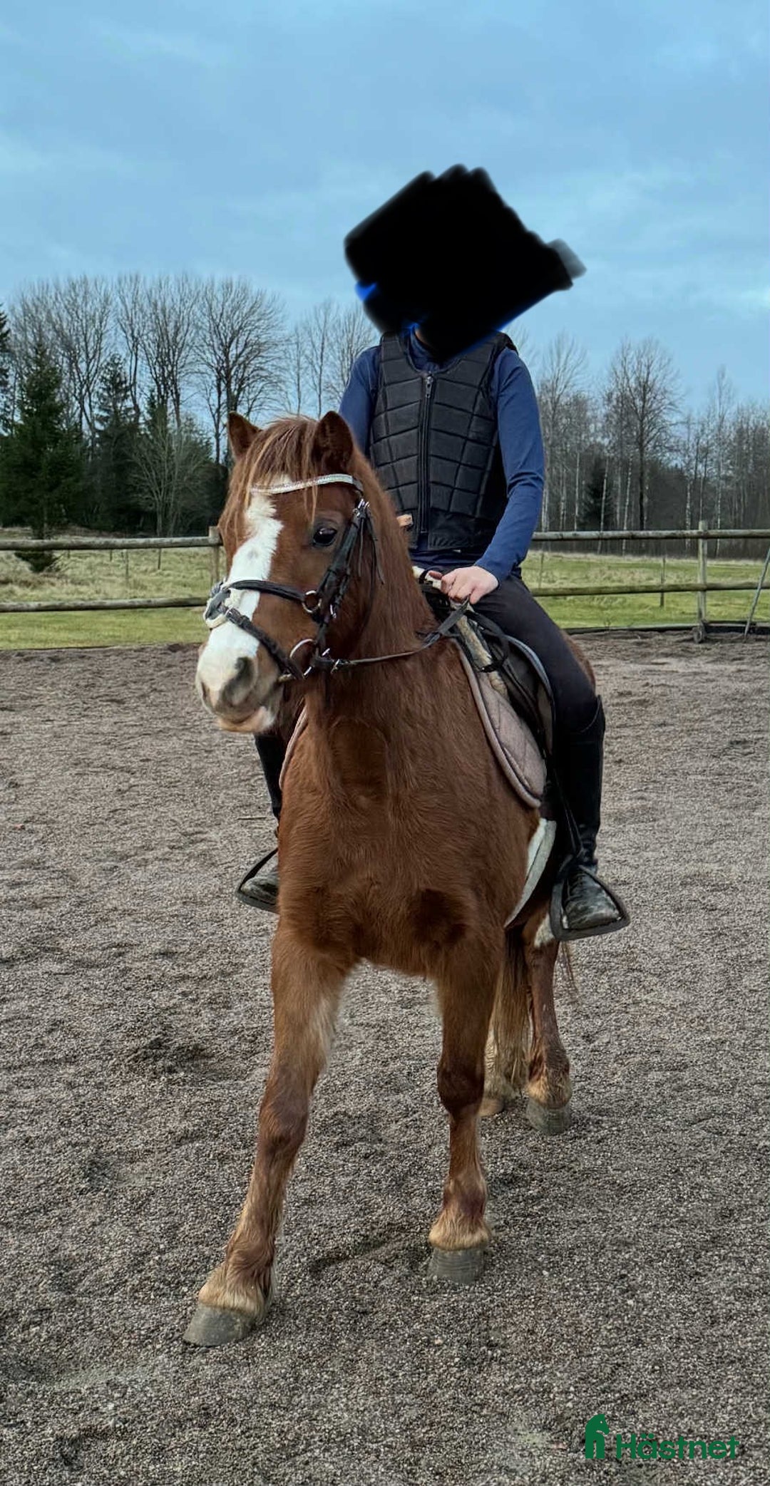 Allround hästar till salu: Supersocialt Welsh Mountainsto! Under inridning  i Heby - Annons 1