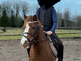 hästar Supersocialt Welsh Mountainsto! Under inridning i Heby - Annons 2