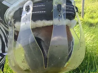 Övrig Hästutrustning hästutrustning Thinline betesreducerare - Annons 14