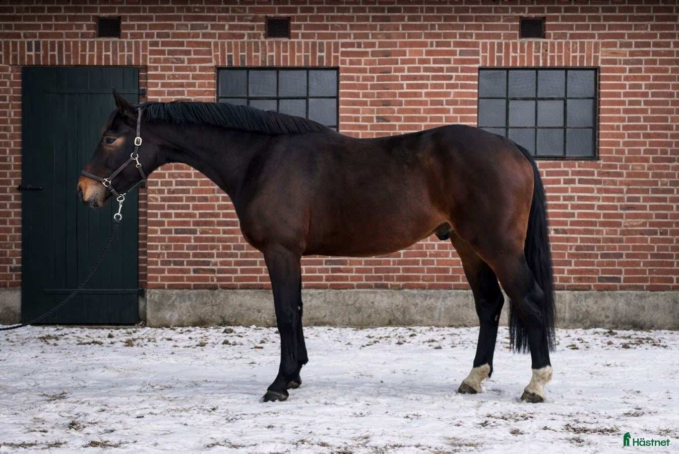  hästar Treårig valack  i Dalby - Annons 18