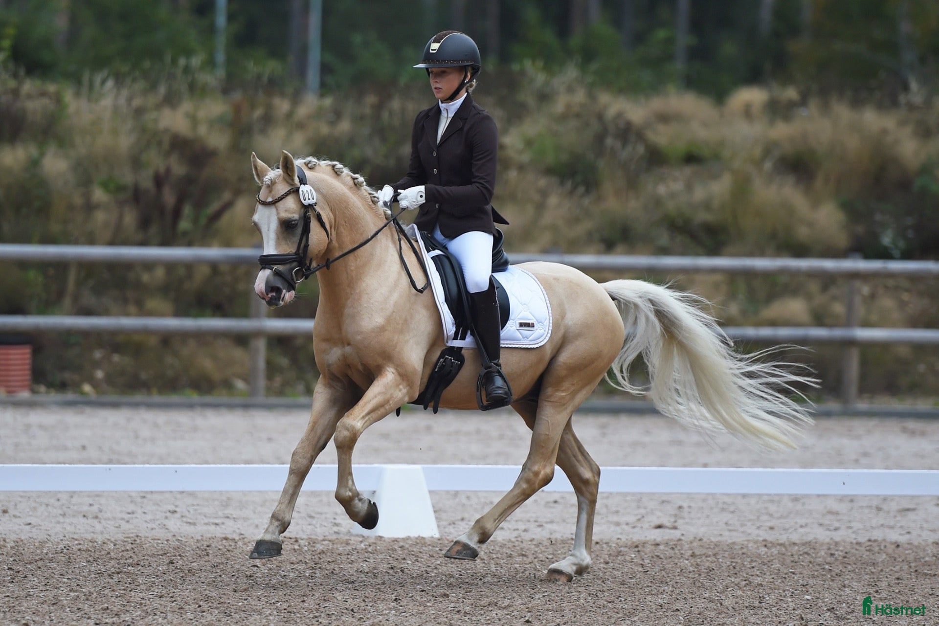 hästar Rosettplockare med hjärta av guld!💛  - Annons 3