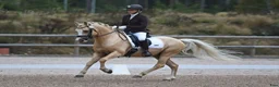 Dressyr hästar till salu: Rosettplockare med hjärta av guld!💛  - Annons 1