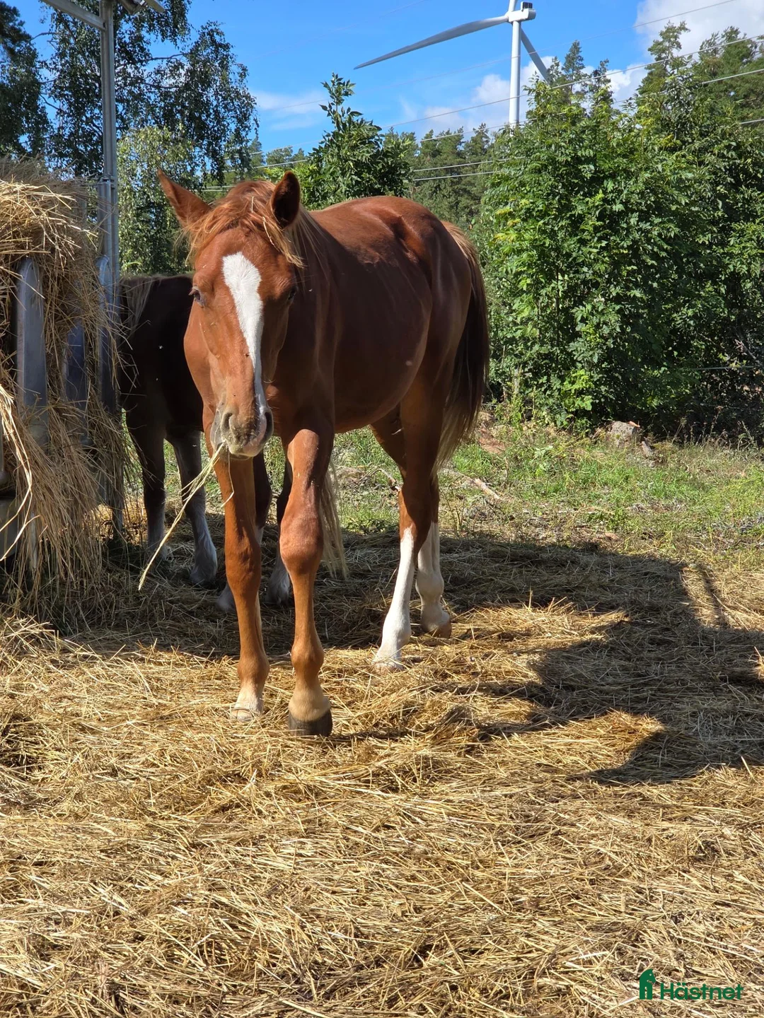 Allround hästar till salu: Elegant 1-åring - Annons 4