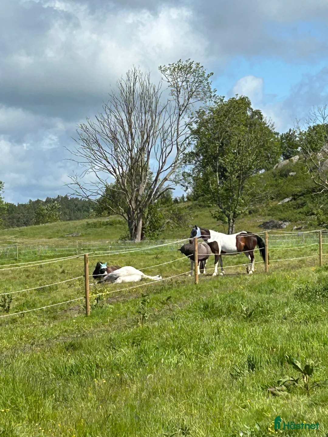  stallplats finnes: Stallplats i Onsala  i Onsala - Annons 7