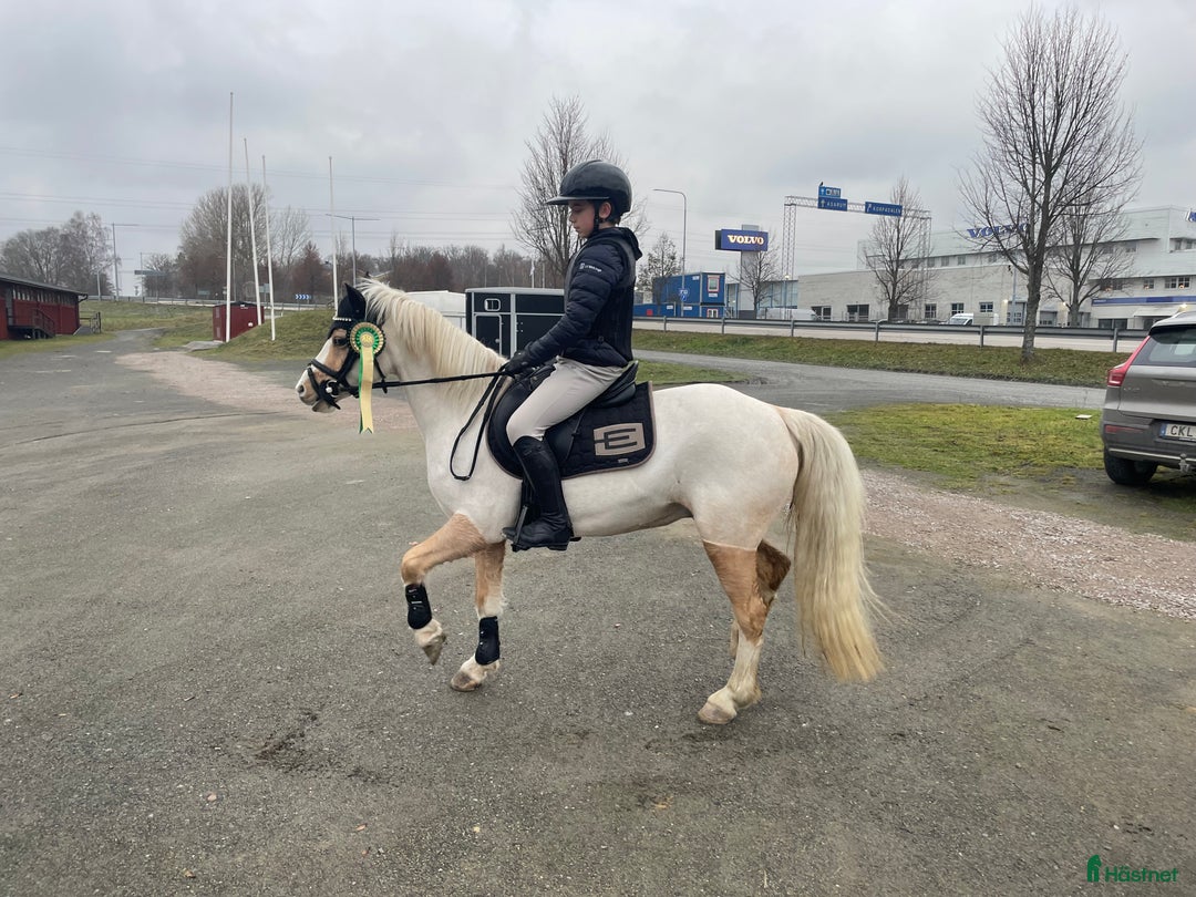 Allround hästar till salu: Blivande treåring, welsh sec B. i Strömsnäsbruk - Annons 16