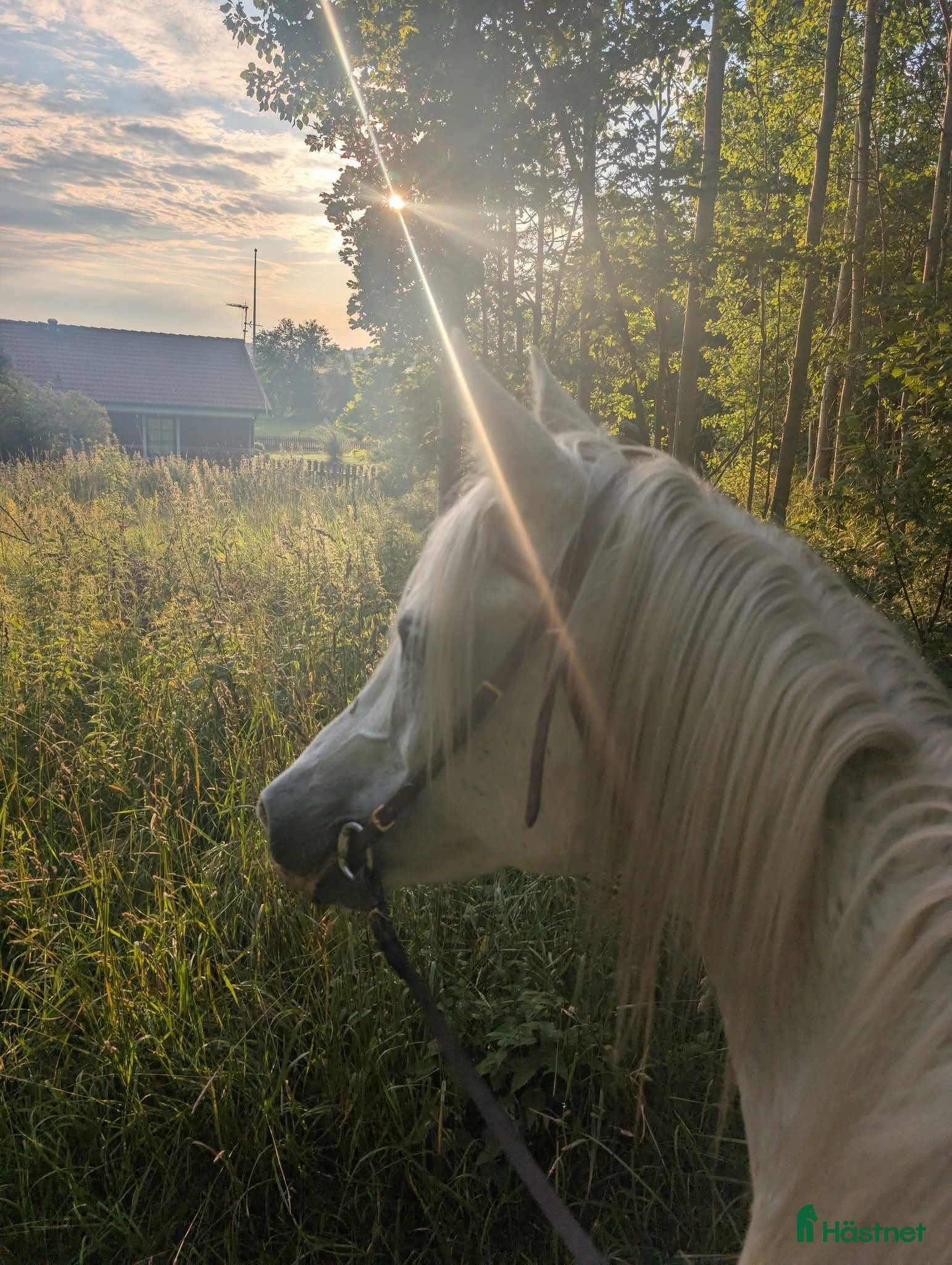  hästar Skogsmulle/sällskap  i Kungsör - Annons 5