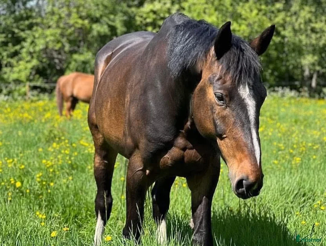  stallplats finnes: Stallplats Bergsbyn Skellefteå i Skellefteå - Annons 1