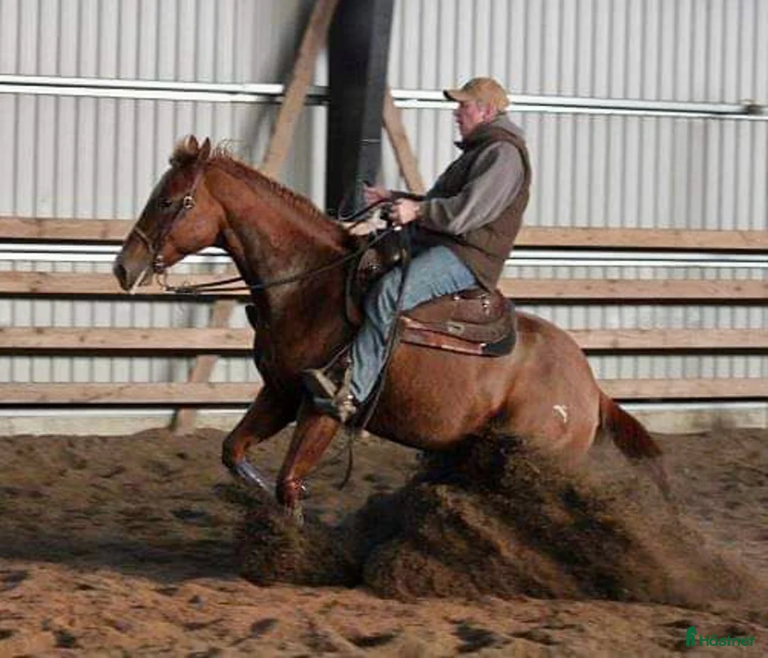 Western hästar till salu: Hingst och valack  - Annons 5