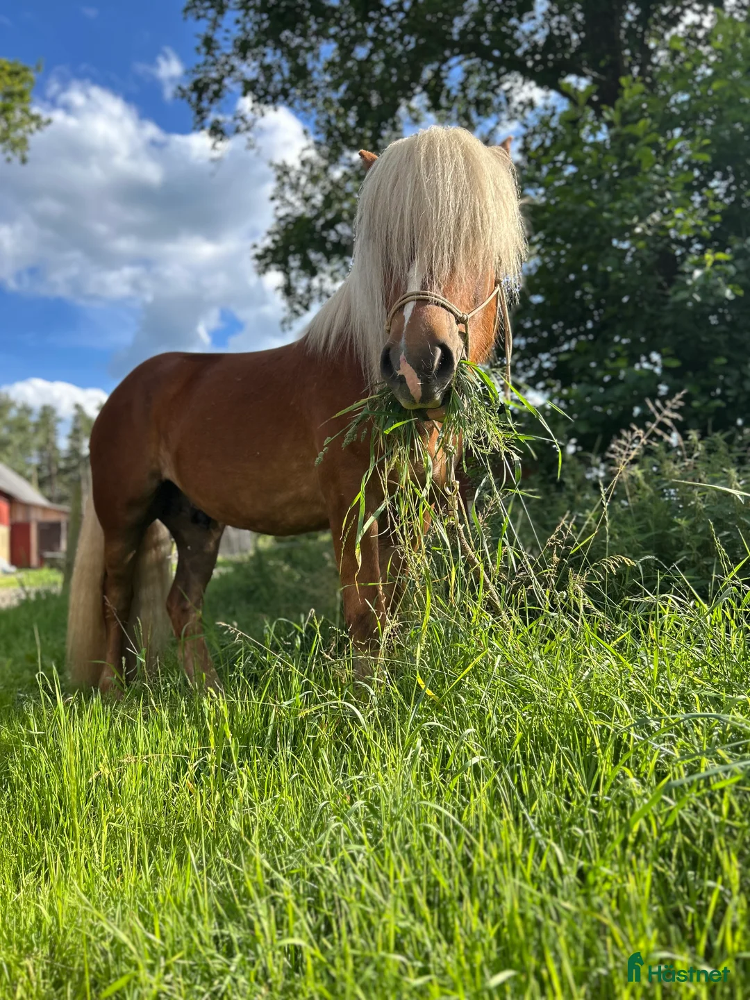  hästgårdar till salu: önska hyra mindre gård med möjlig djurhållning i Värnamo - Annons 1