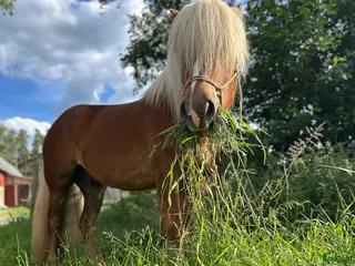 hästgårdar till salu: önska hyra mindre gård med möjlig djurhållning i Värnamo - Annons 3