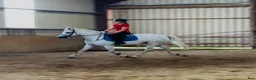 Allround hästar till salu: Gorgeous Connemara gelding - Annons 6