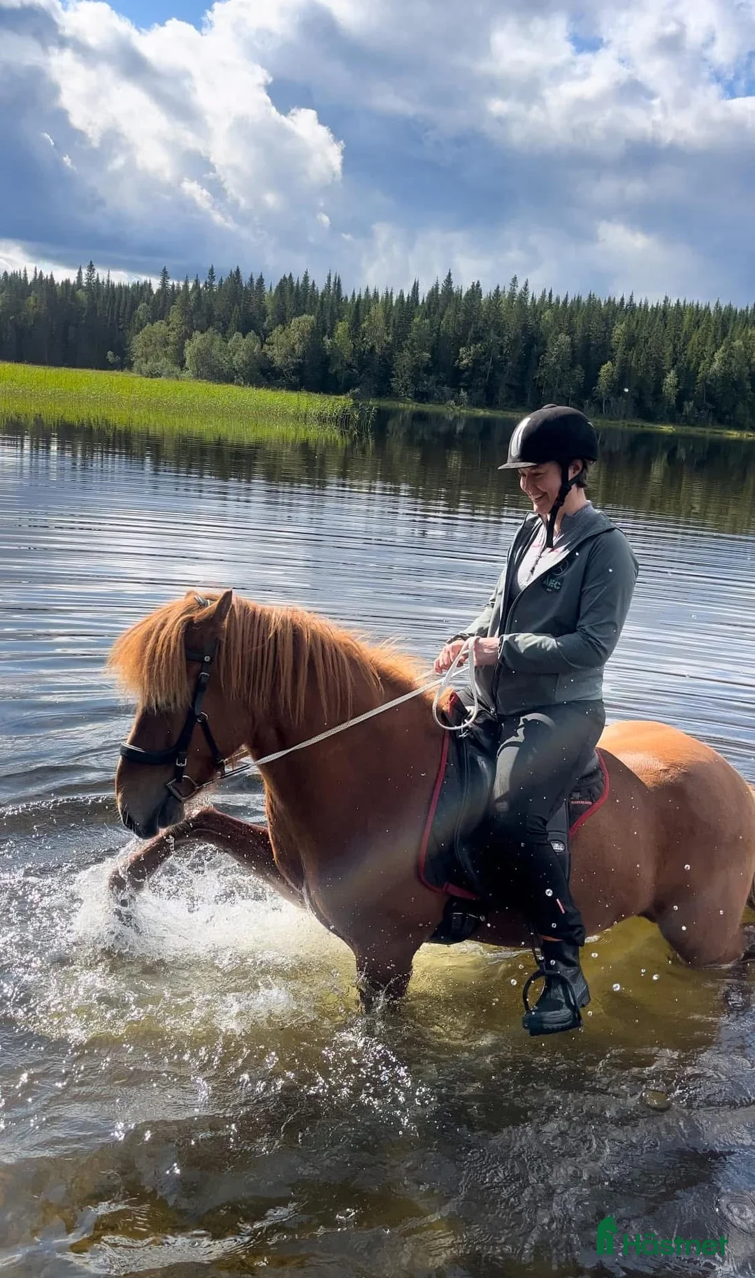 Island hästar till salu: Gjafar från Hästfjället, ståtlig och äventyrssugen - Annons 14