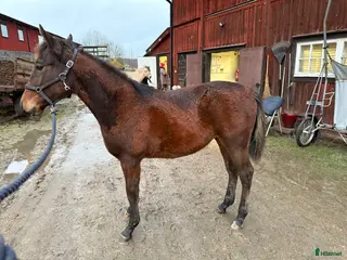 hästar Nyfiken välhanterat årsföl e Hayden Hanover i Tystberga - Annons 2