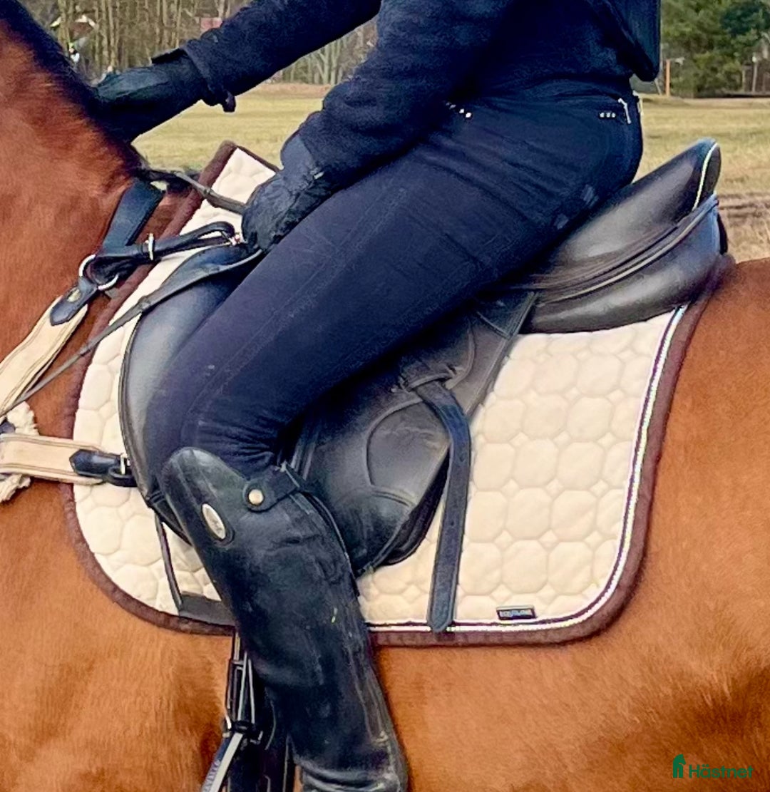 Schabrak & Vojlockar hästutrustning till salu: Equiline hopp schabrak ponny i Sollentuna - Annons 5