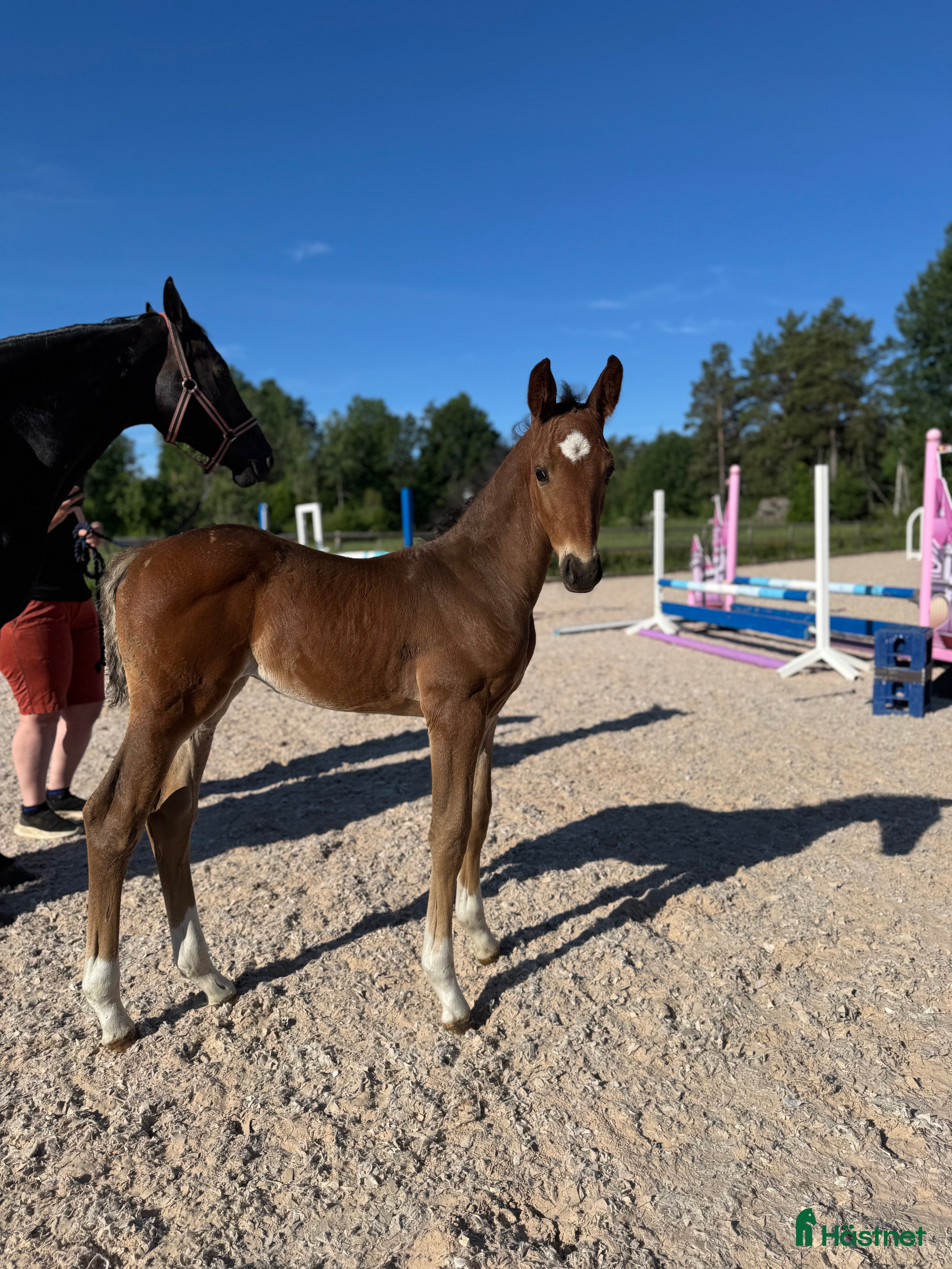  hästar Välstammat hingstföl i Vimmerby - Annons 15