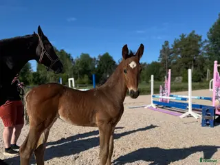 Allround hästar till salu: Välstammat hingstföl i Vimmerby - Annons 3