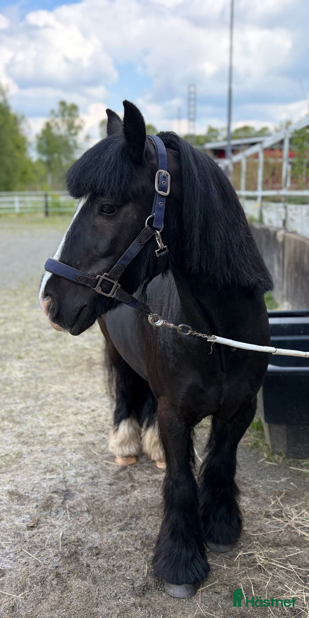  hästar Bas söker sin alldeles egen människa ❤️ - Annons 11