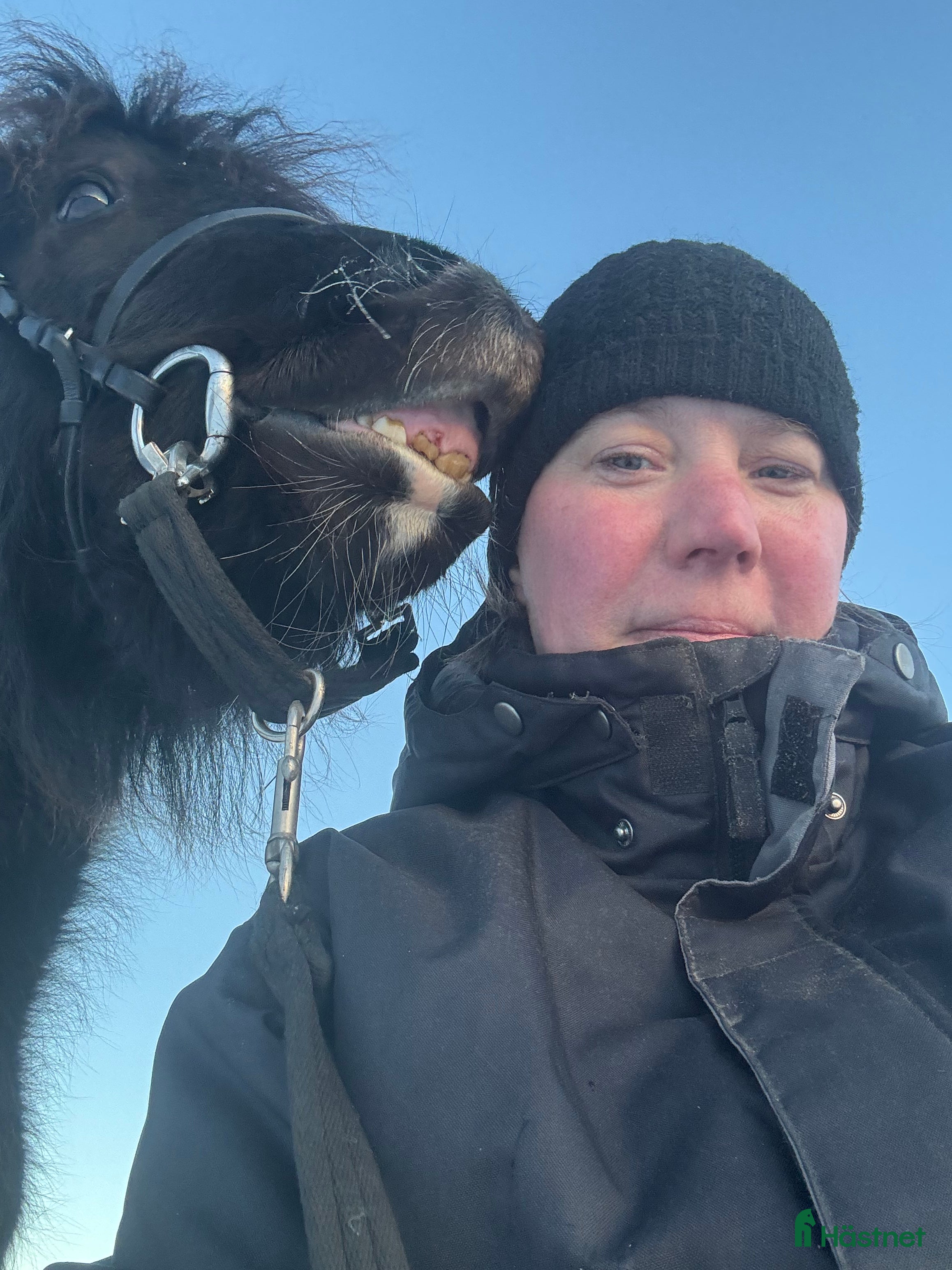  hästar Sto sökers - Annons 9