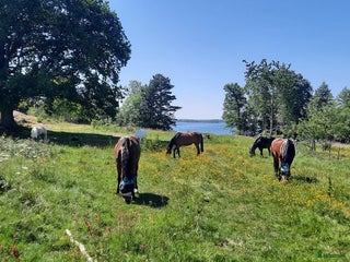 stallplats Lediga stallplatser i Borensberg, Motala kommun i Borensberg - Annons 22