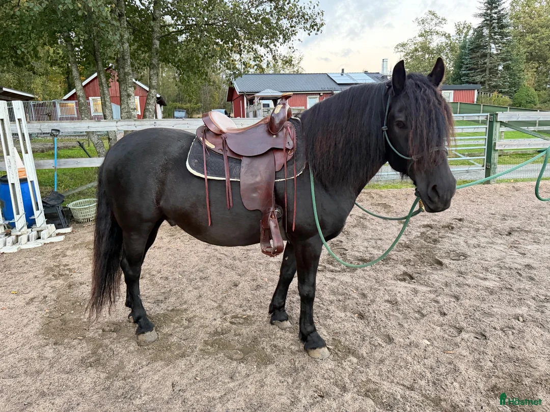 Western hästar till salu: Underbar kallblodtravare - Annons 2