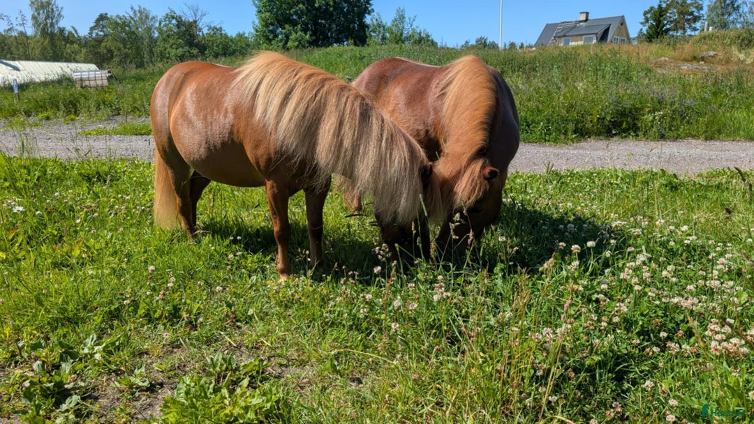 Sällskap hästar till salu: Miniatyrer i Almunge - Bild 1