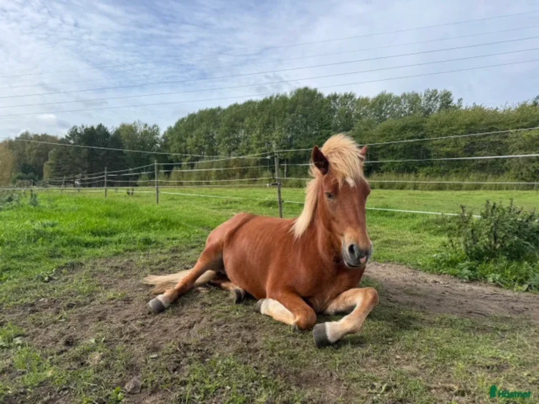 Island hästar till salu: Fantastiskt familje häst alla kan rida - Annons 4