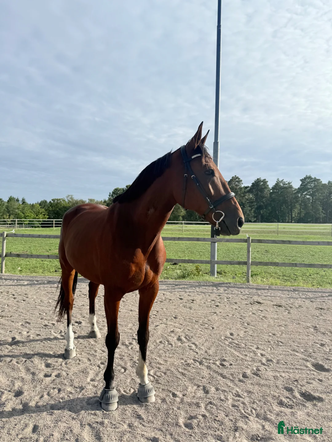 Allround hästar till salu:  Ridtravare med mycket rid potential - Annons 2