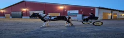 Allround hästar till salu: Irish Cob Valack, riden och körd  - Annons 3