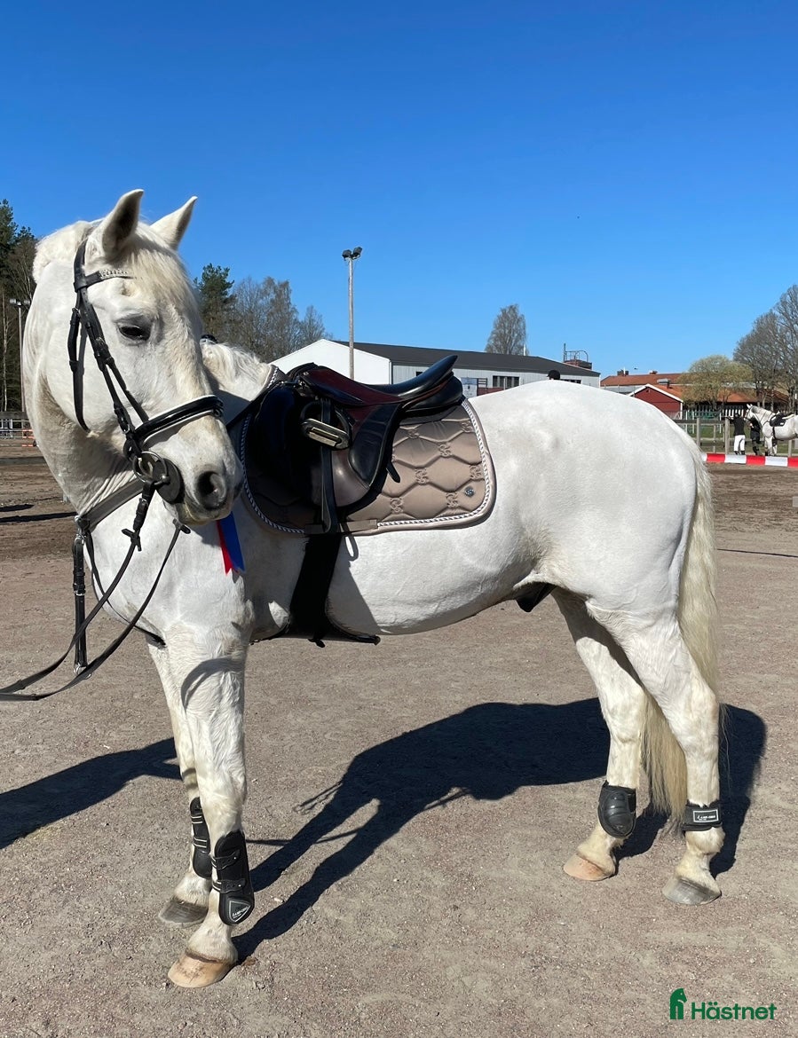  hästar Underbar skimmel med energi - Annons 3